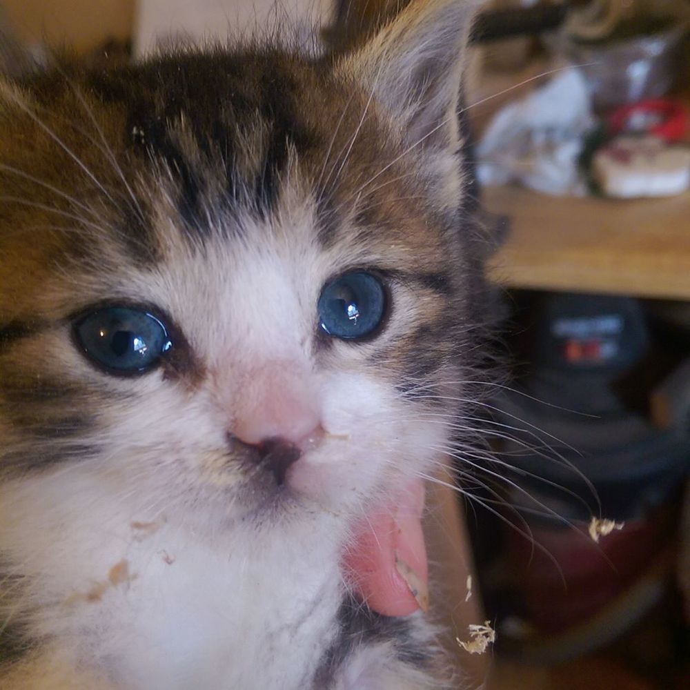 Meet your Posher, Bonnie